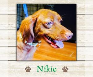 Irish Setter Dogs for adoption in Limerick, ME, USA