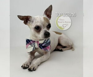 Chihuahua Dogs for adoption in Benton, LA, USA
