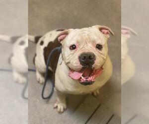 American Bulldog Dogs for adoption in Forestville, MD, USA