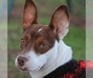 Rat Terrier-Unknown Mix Dogs for adoption in PORTLAND, OR, USA