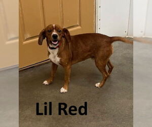 Beagle-Unknown Mix Dogs for adoption in Mountain View, AR, USA