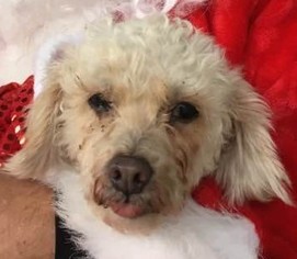 Poodle (Toy) Dogs for adoption in Pipe Creek, TX, USA
