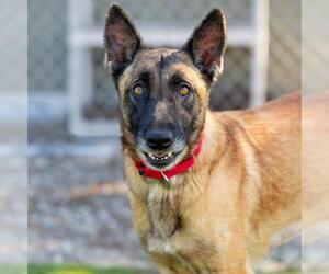 Medium Photo #3 Mutt Puppy For Sale in Camarillo, CA, USA