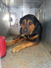 Rottweiler Dogs for adoption in Salisbury, NC, USA