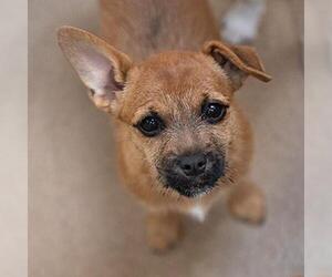 ShiChi Dogs for adoption in Kanab, UT, USA