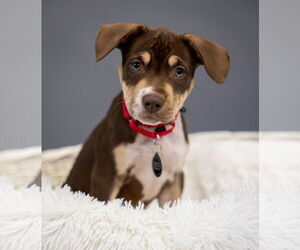 American Pit Bull Terrier-Unknown Mix Dogs for adoption in Princeton, MN, USA