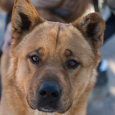 Akita Dogs for adoption in Kanab, UT, USA