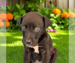 Labrador Retriever-Unknown Mix Dogs for adoption in San Diego, CA, USA