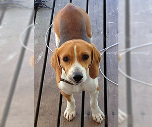 Beagle Dogs for adoption in Deepwater, NJ, USA