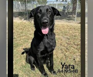 German Shepherd Dog Dogs for adoption in Conroe, TX, USA