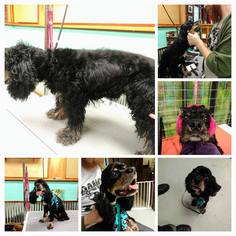 Cocker Spaniel Dogs for adoption in Nicholasville, KY, USA