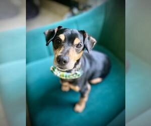 Dachshund-Unknown Mix Dogs for adoption in Pensacola, FL, USA