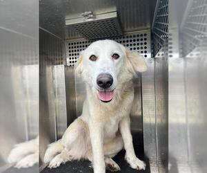 Great Pyrenees Dogs for adoption in Pearland, TX, USA
