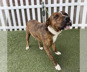 American Pit Bull Terrier-Unknown Mix Dogs for adoption in Modesto, CA, USA