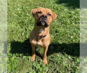 Rhodesian Ridgeback Dogs for adoption in Mooresville, IN, USA