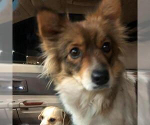 Pomeranian Dogs for adoption in Wadena, MN, USA