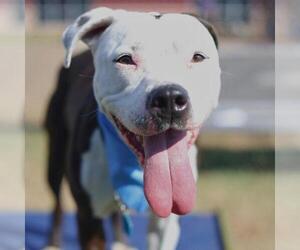 American Staffordshire Terrier-Unknown Mix Dogs for adoption in San Antonio, TX, USA