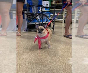 Pug Dogs for adoption in Rocky Mount, VA, USA