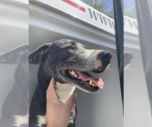 Labrador Retriever Dogs for adoption in Houston, TX, USA