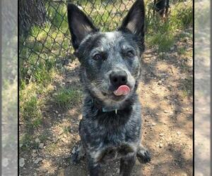 Mutt Dogs for adoption in San Antonio, TX, USA