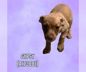 American Pit Bull Terrier-Chihuahua Mix Dogs for adoption in Tulsa, OK, USA