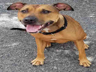 American Pit Bull Terrier-Unknown Mix Dogs for adoption in Roslindale, MA, USA