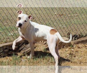 American Pit Bull Terrier-Unknown Mix Dogs for adoption in El Centro, CA, USA