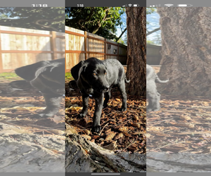 Labrador Retriever Dogs for adoption in Bellevue, WA, USA