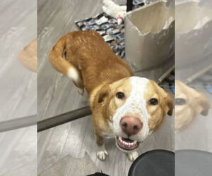 Labrador Retriever-Unknown Mix Dogs for adoption in Plainfield, IL, USA