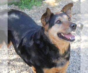 Australian Shepherd-Unknown Mix Dogs for adoption in Lovingston, VA, USA