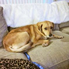 Labrador Retriever Dogs for adoption in Oakley, CA, USA