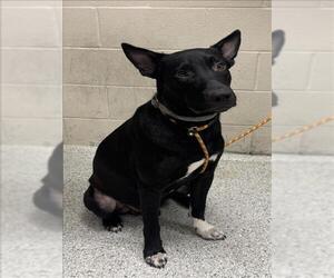 Bearded Collie-Unknown Mix Dogs for adoption in Conroe, TX, USA
