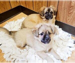 Pekingese Dogs for adoption in Parlier, CA, USA