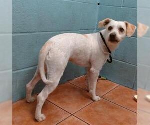 Mutt Dogs for adoption in Downey, CA, USA