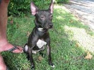 Rat Terrier-Unknown Mix Dogs for adoption in Rock Hill, SC, USA
