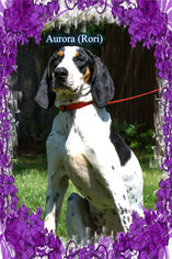 Black and Tan Coonhound Dogs for adoption in New Castle DE, DE, USA