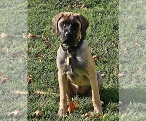 Mastiff Dogs for adoption in Belleville, MI, USA