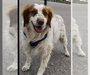 Brittany Dogs for adoption in Curwensville, PA, USA