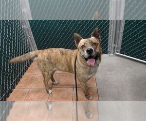 Mutt Dogs for adoption in Downey, CA, USA