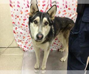 Siberian Husky-Unknown Mix Dogs for adoption in Riverside, CA, USA
