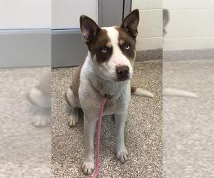 Siberian Husky-Unknown Mix Dogs for adoption in Pueblo, CO, USA