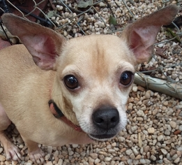 Medium Photo #1 Chihuahua Puppy For Sale in Blacksburg, SC, USA