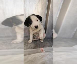 Labrador Retriever-Unknown Mix Dogs for adoption in San Antonio, TX, USA