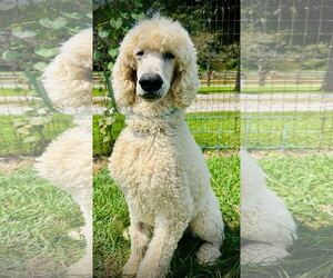 Poodle (Standard) Dogs for adoption in Pacolet, SC, USA