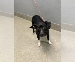 American Pit Bull Terrier-Unknown Mix Dogs for adoption in Las Vegas, NV, USA
