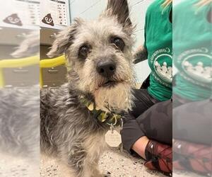 Mutt Dogs for adoption in Brighton, CO, USA