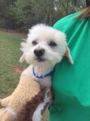 Maltipoo Dogs for adoption in Lindale , TX, USA