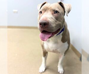 Staffordshire Bull Terrier-Unknown Mix Dogs for adoption in Aurora, CO, USA