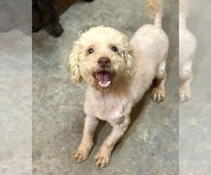 Poodle (Miniature)-Unknown Mix Dogs for adoption in phoenix, AZ, USA