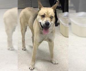 German Shepherd Dog-Unknown Mix Dogs for adoption in Riverside, CA, USA